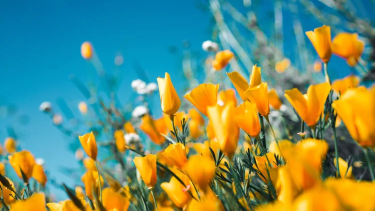 https://rhondavmagee.com/wp-content/uploads/2025/09/CApoppies.webp